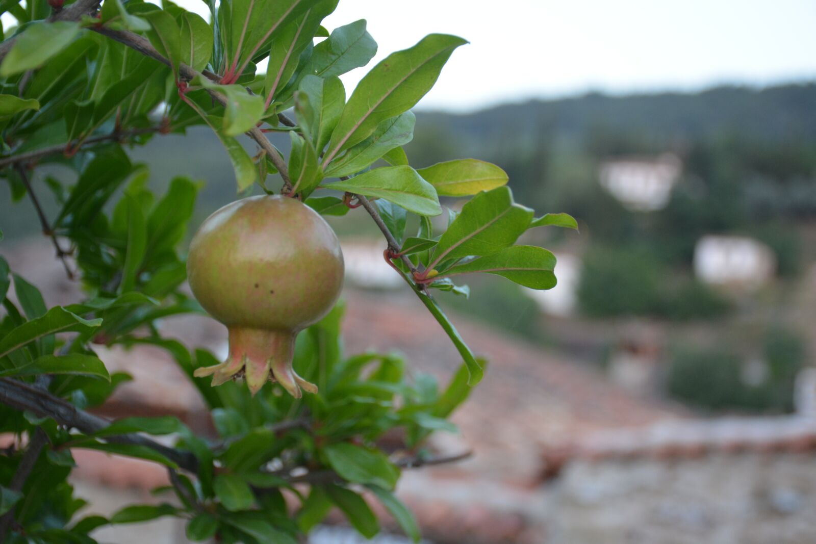 Nikon D5200 sample photo. Sirince, izmir, turkey photography