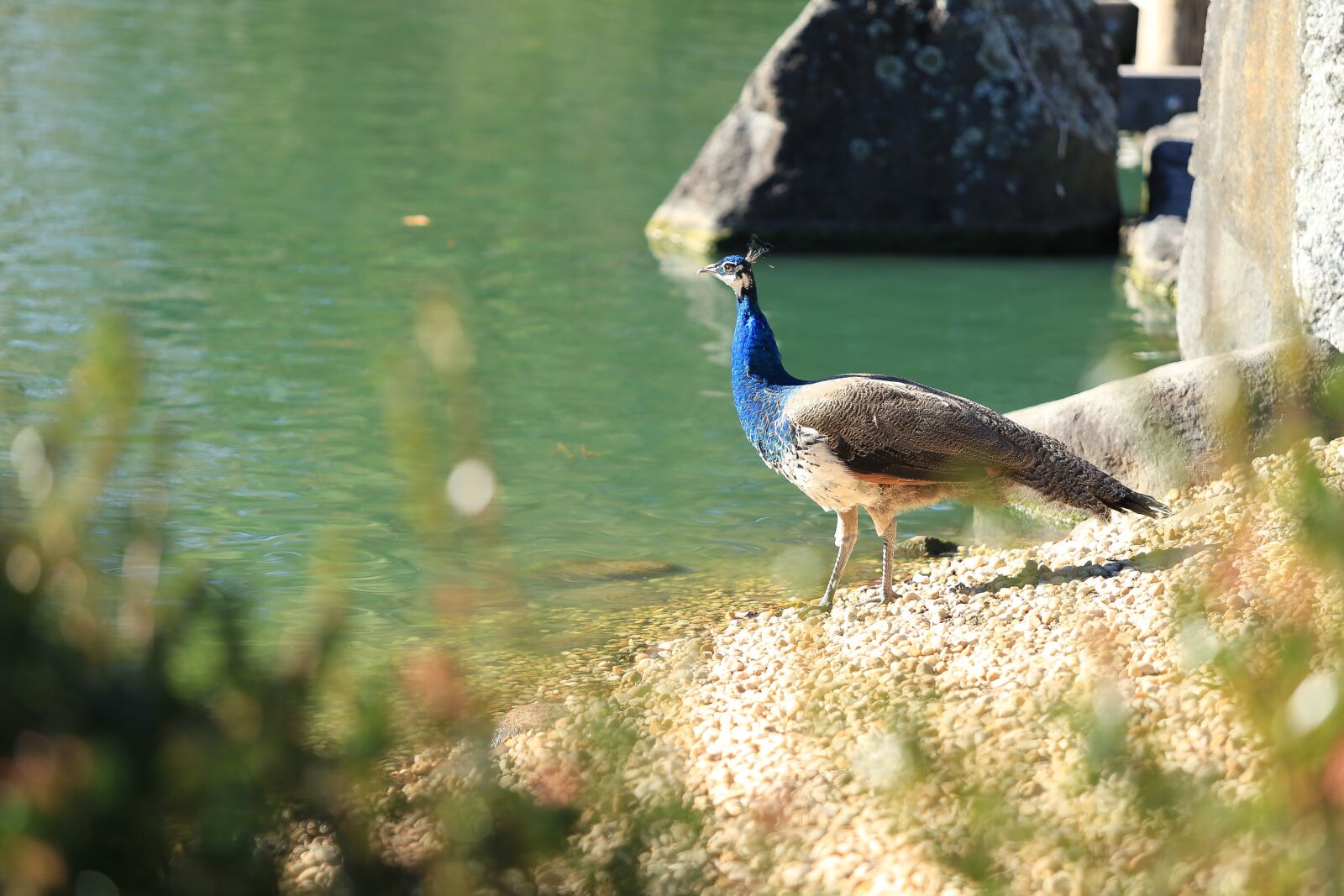 Canon EF 70-200mm F2.8L USM sample photo. Peacock, bird, nature photography
