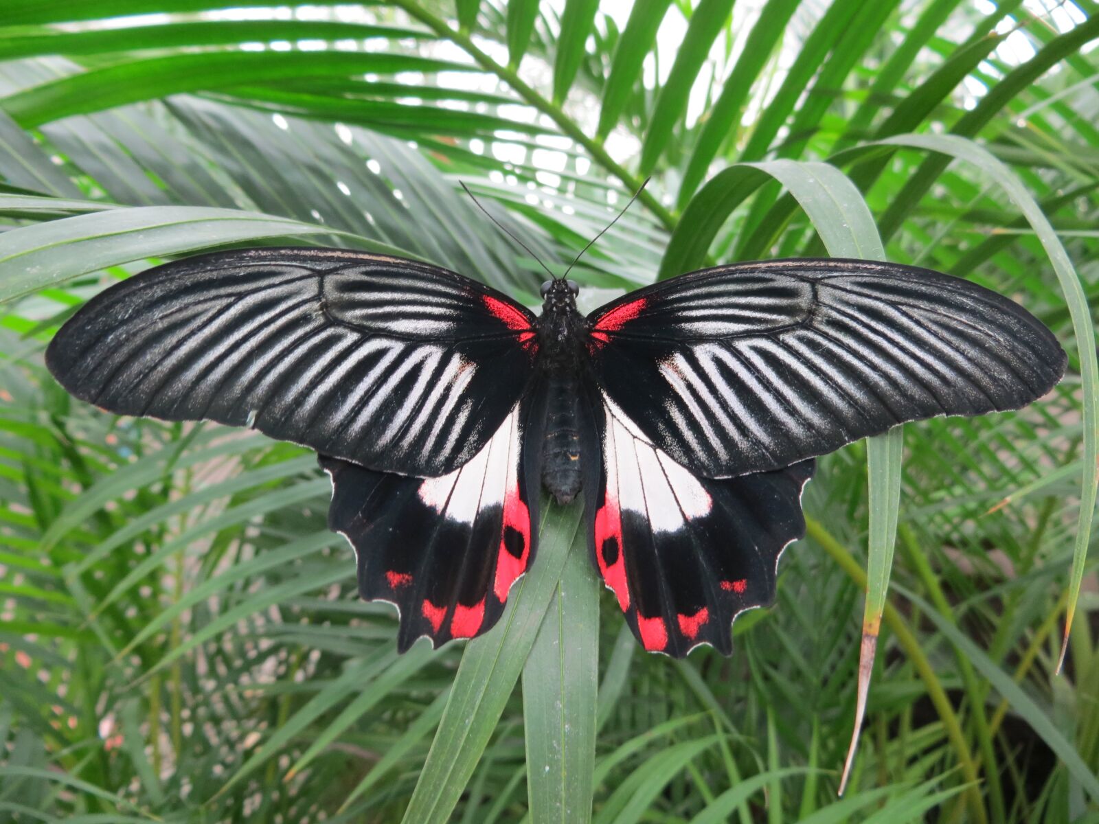 Canon PowerShot SX240 HS sample photo. Butterfly, nature, insect photography