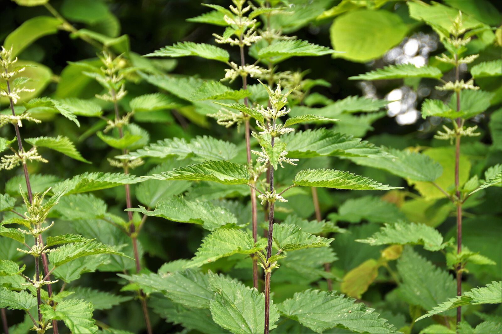Sony SLT-A58 sample photo. Nettle, weed, abundant photography