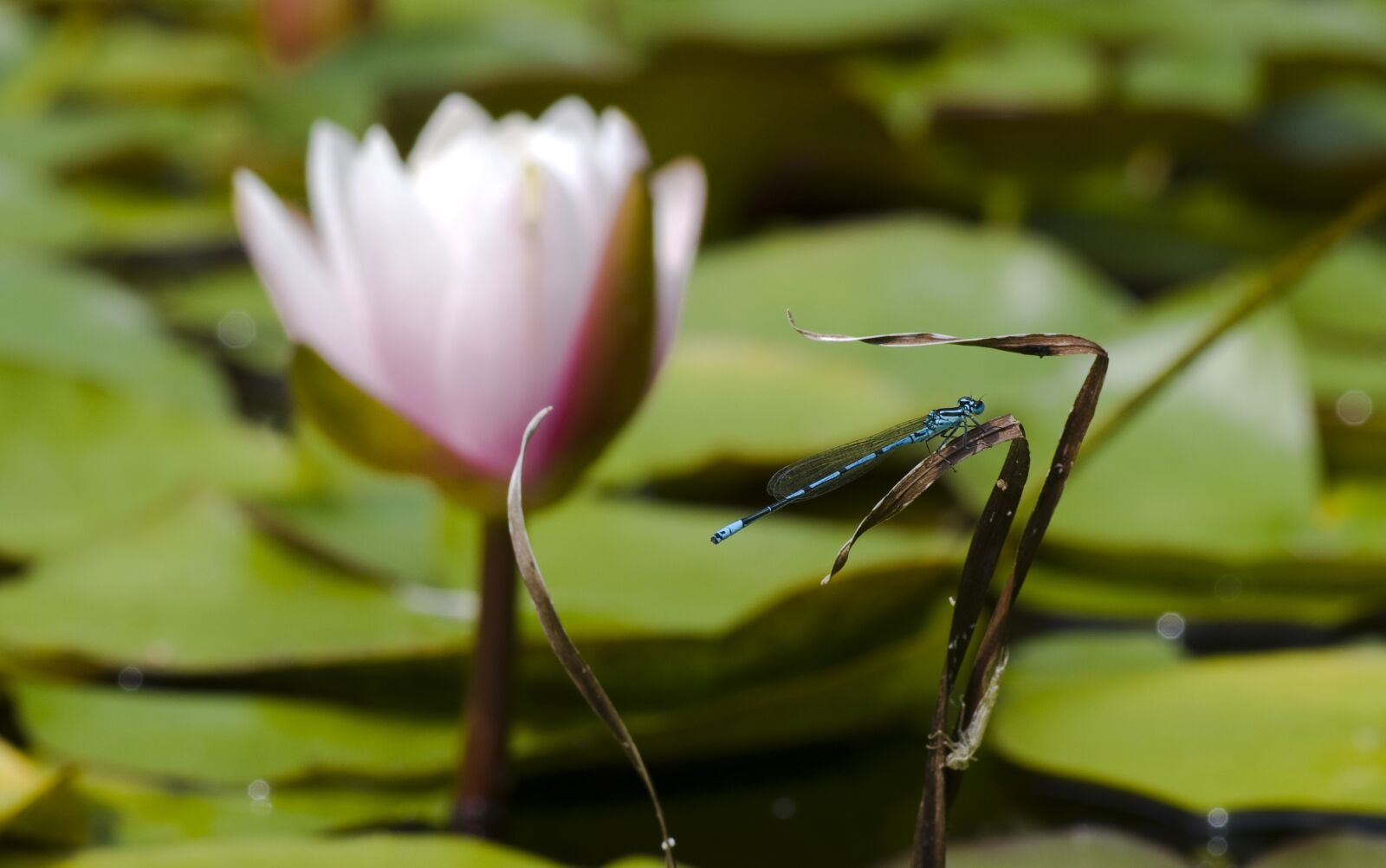 Pentax K-30 sample photo. Dragonfly, blue, pond photography