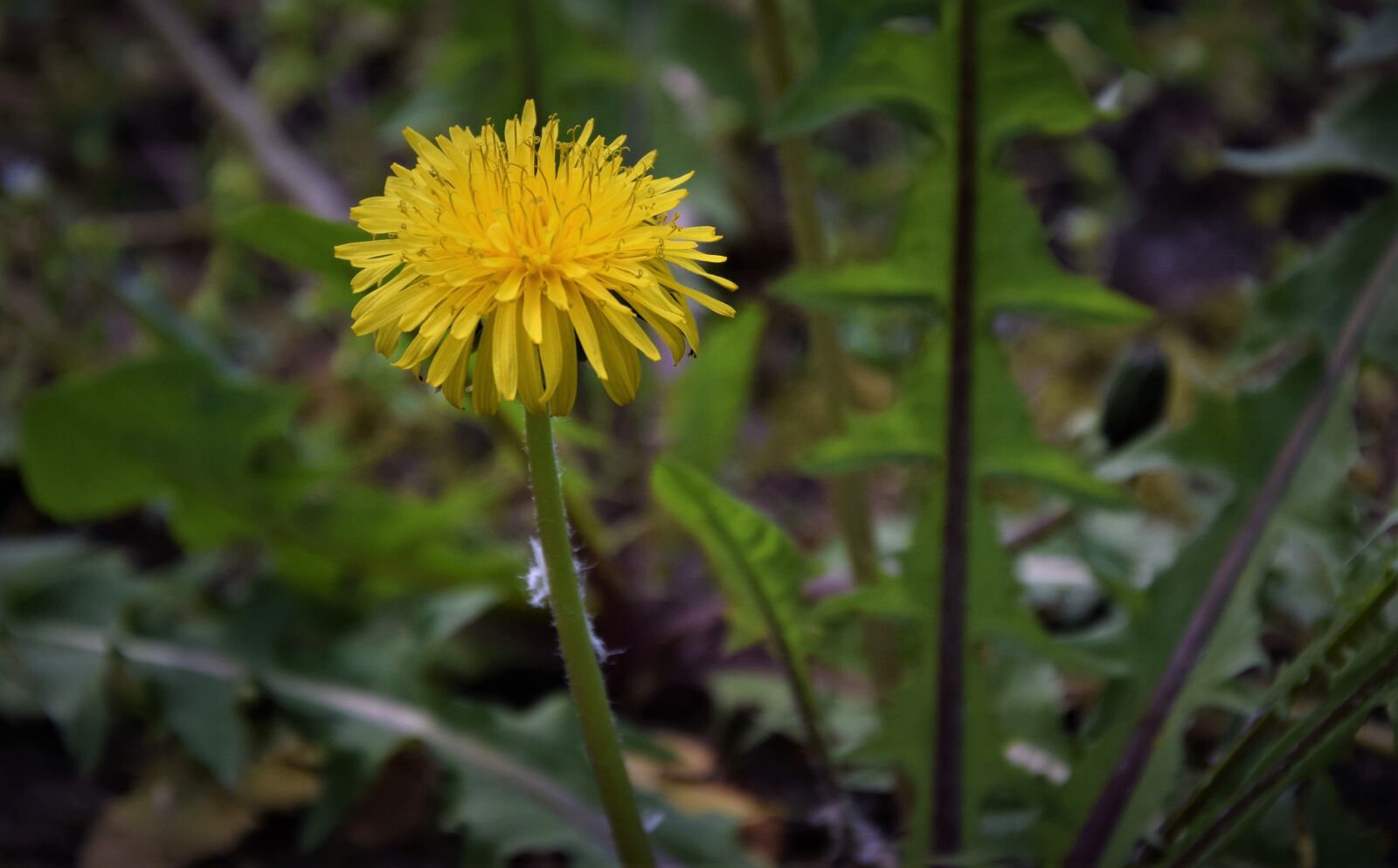 Nikon D5300 sample photo. Nuns, flower, nature photography