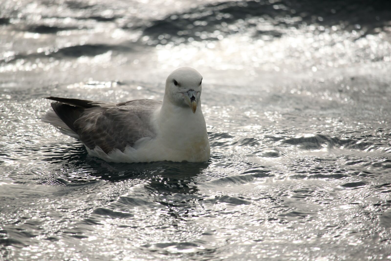 Canon EOS 500D (EOS Rebel T1i / EOS Kiss X3) sample photo. Bird, m sf gel photography