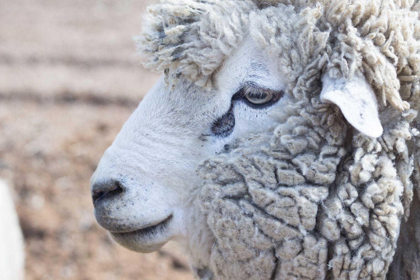 Canon EOS 100D (EOS Rebel SL1 / EOS Kiss X7) + Canon EF 50mm F1.8 STM sample photo. Animal, sheep, wool photography