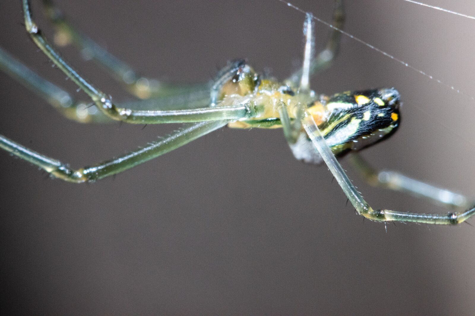 Canon EOS 90D sample photo. Spider, green, nature photography
