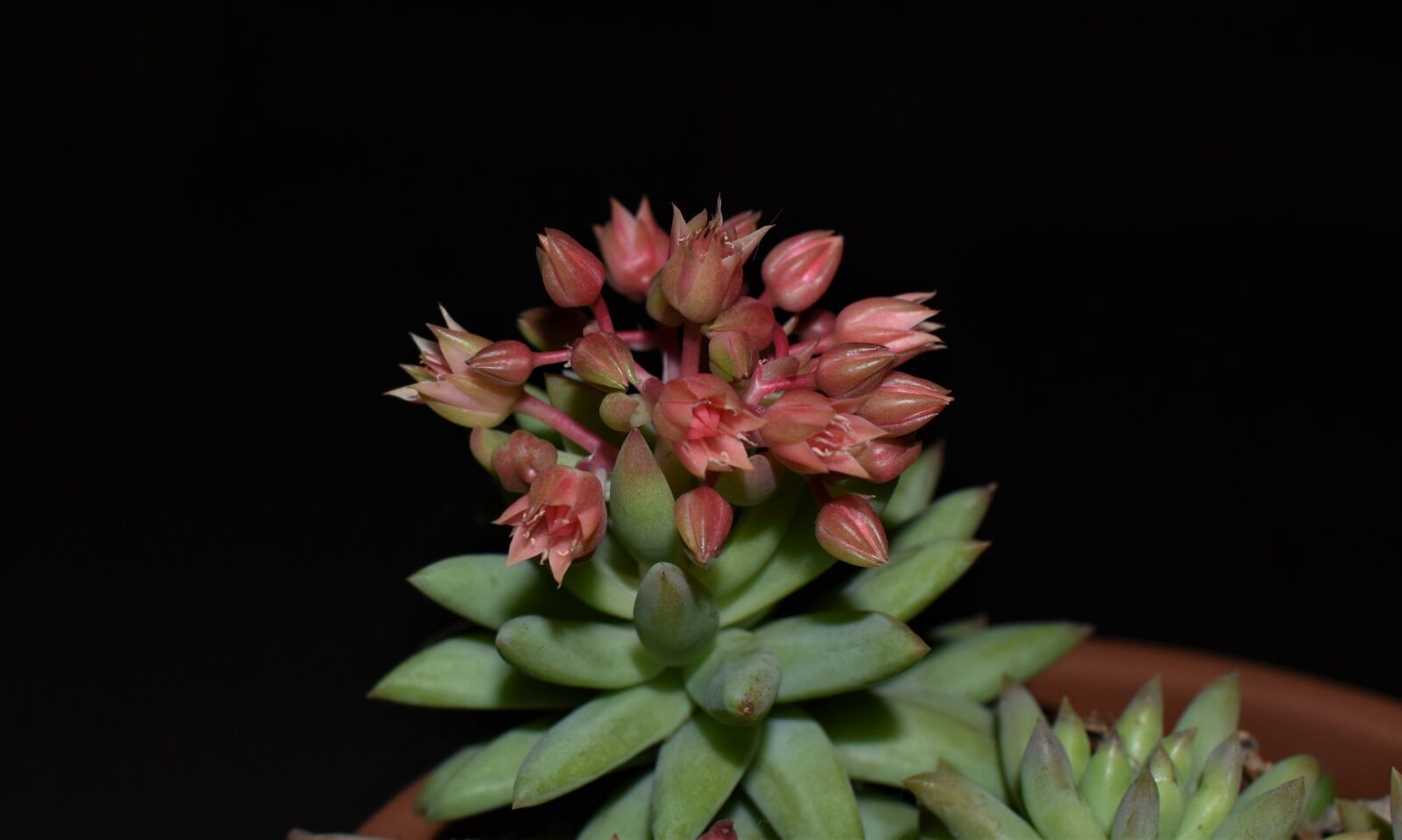 Nikon D3500 sample photo. Plant, succulent, bloom photography