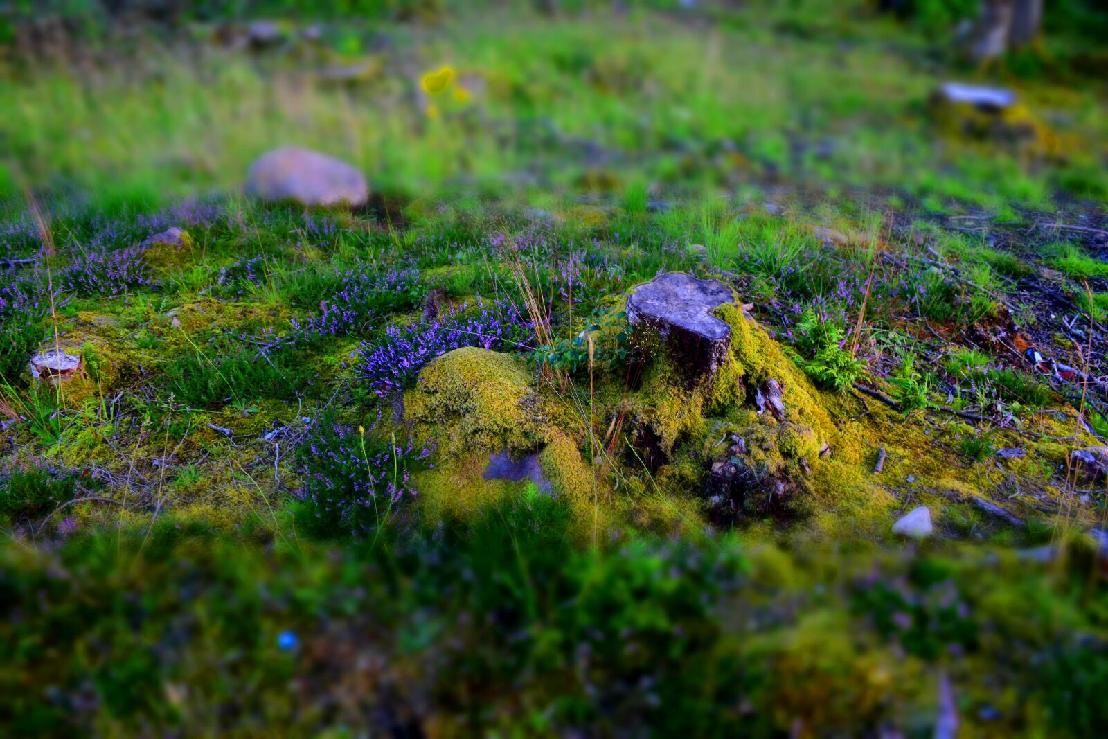 Nikon D5300 sample photo. Fantasy, forest, glade photography