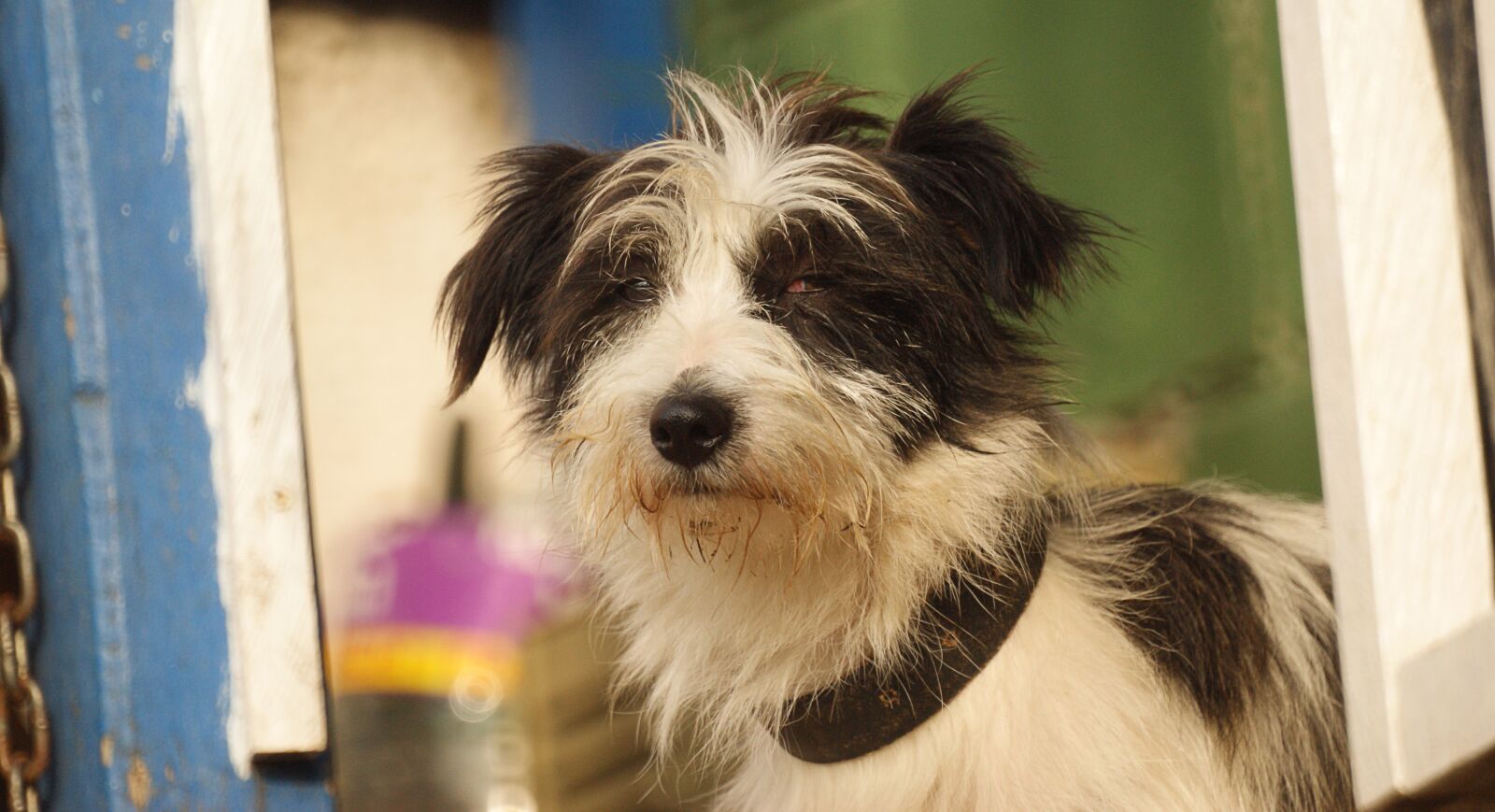 Sony Alpha DSLR-A390 sample photo. Dog, animal, canine domestic photography