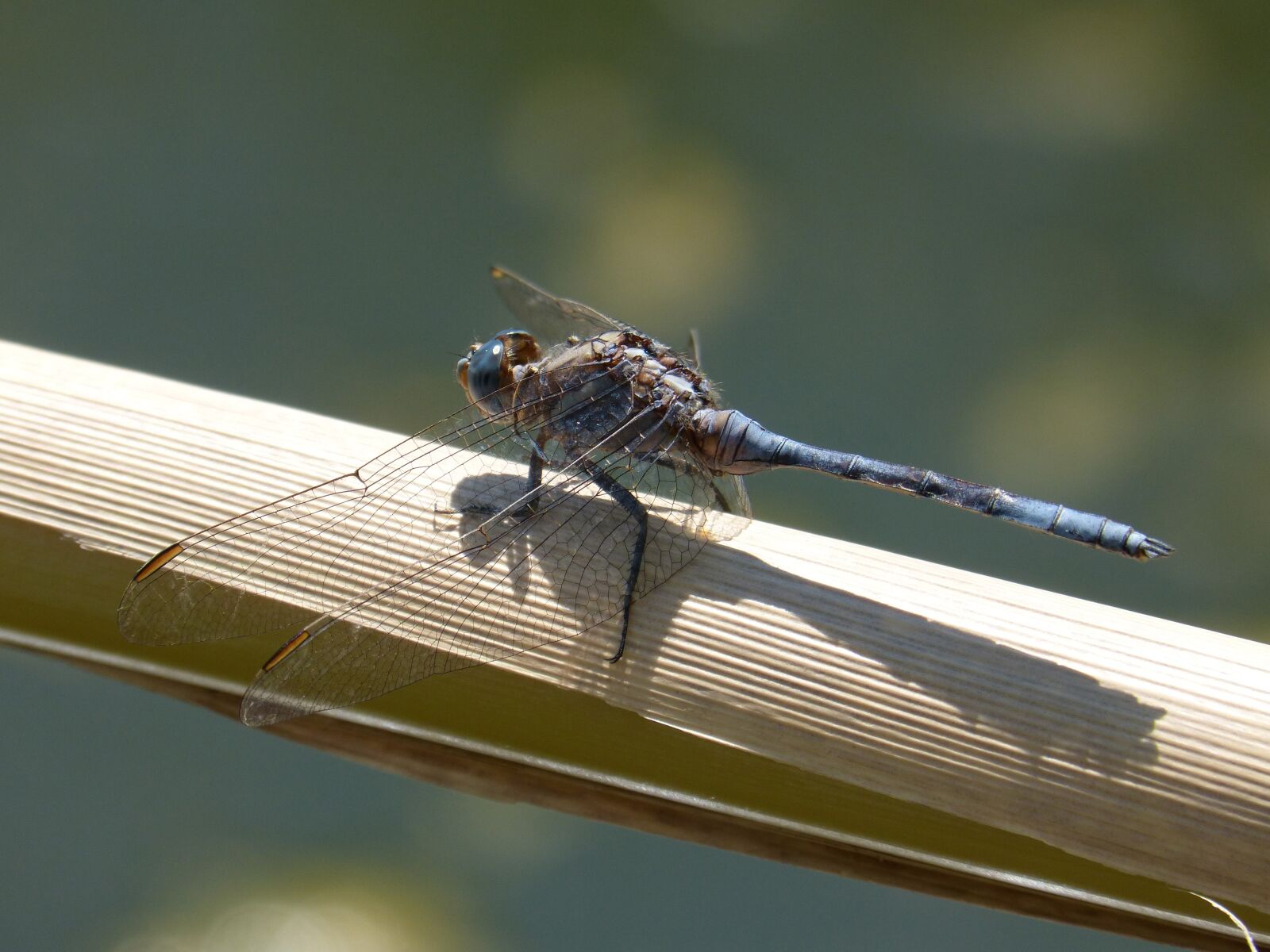 Panasonic DMC-FZ62 sample photo. Dragonfly, blue dragonfly, flying photography