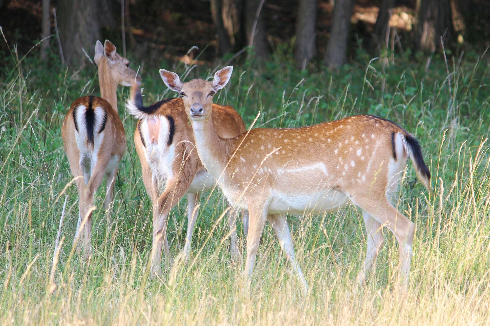Canon EF-S 55-250mm F4-5.6 IS II sample photo. Deer, forest, meadow photography