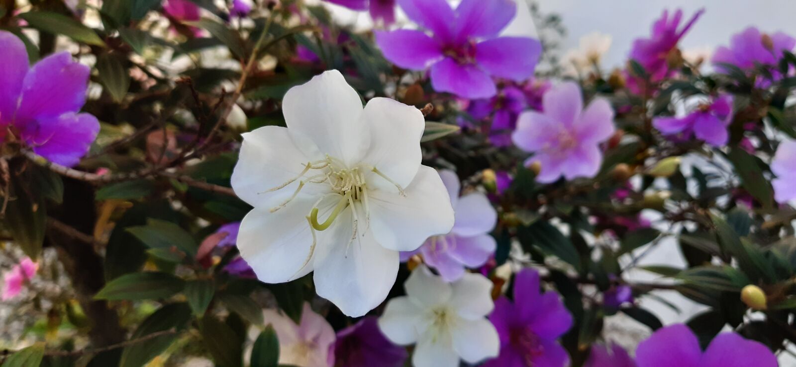 Samsung Galaxy A30 sample photo. Flor, branco, primavera photography