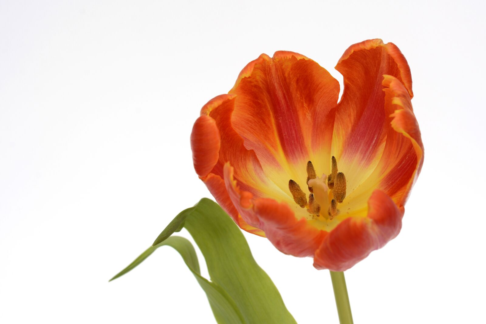 Nikon D7100 sample photo. Tulips, flowers, spring photography