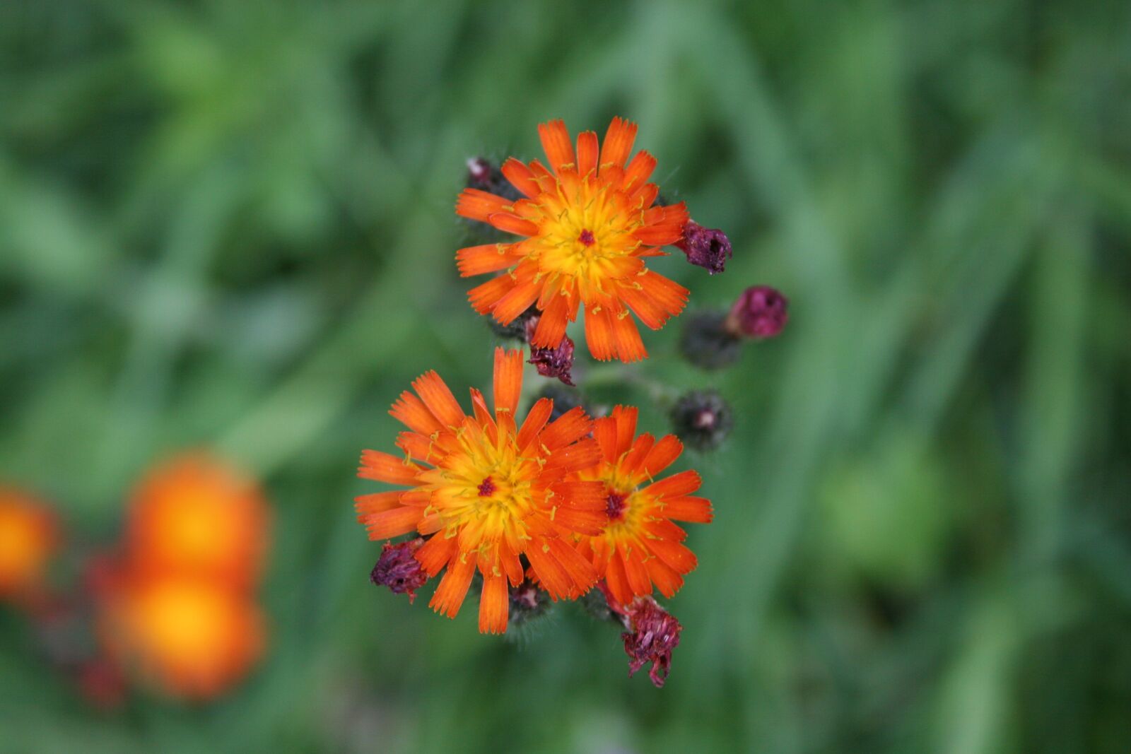 Canon EOS 20D sample photo. Flower, meadow, nature photography