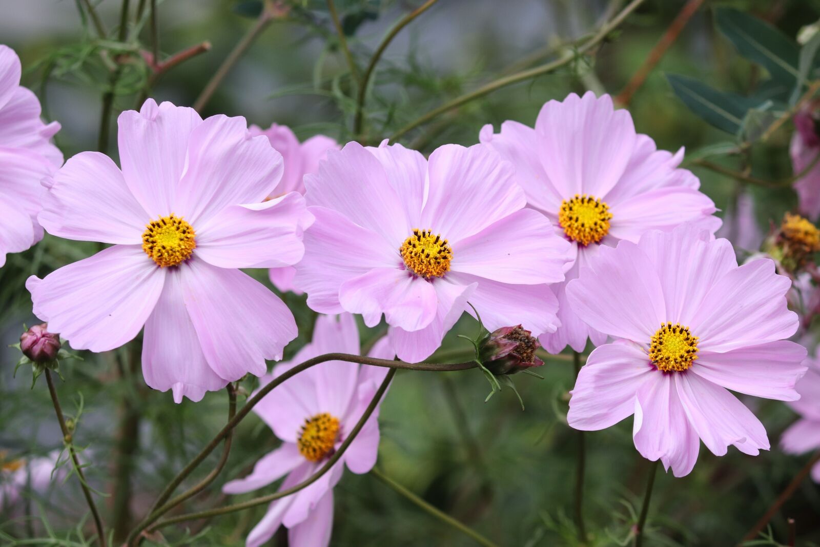 Canon EOS 200D (EOS Rebel SL2 / EOS Kiss X9) sample photo. Cosmea, flower, cosmos bipinnatu photography