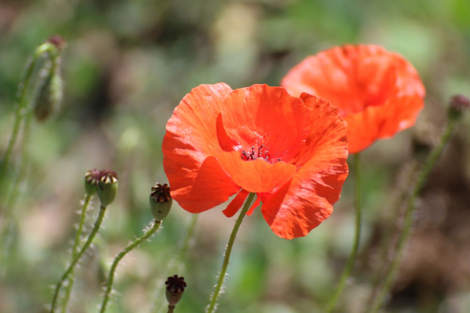 Canon EOS 70D sample photo. Klatschmohn, blossom, bloom photography