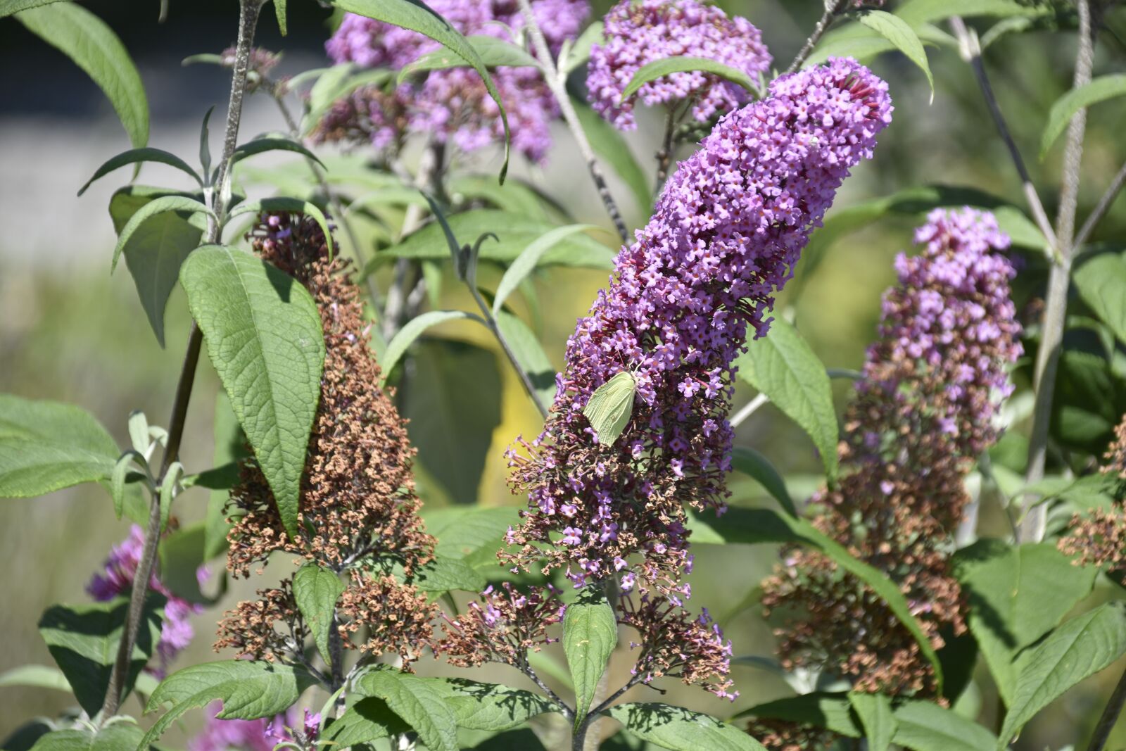 Nikon D5600 sample photo. Tree butterflies, flower, flower photography