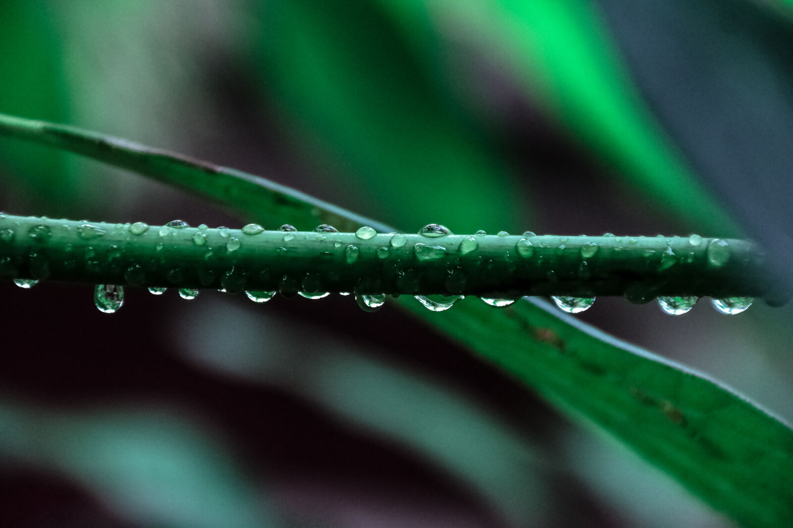 Samsung NX300 sample photo. Plant, leaves, green, close photography