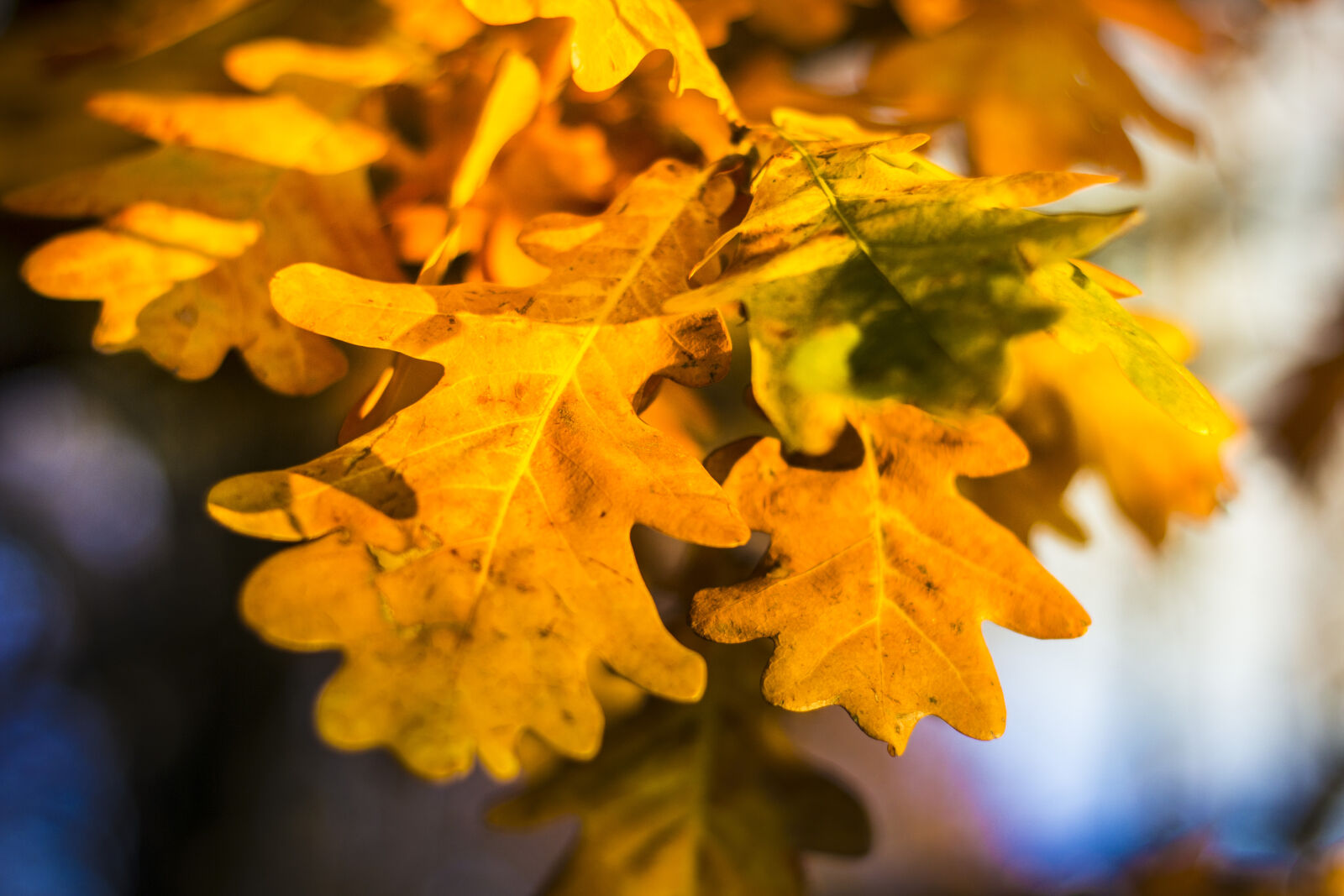 Canon EOS 60D sample photo. Autumn, branch, closeup, leaves photography