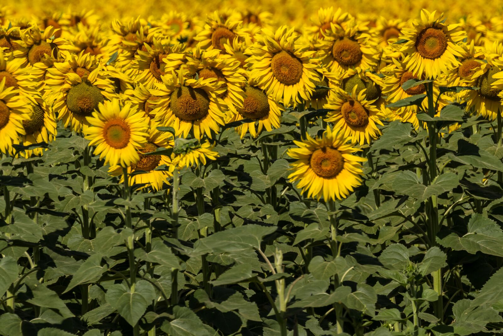 Canon EOS 7D + Canon EF 100-400mm F4.5-5.6L IS II USM sample photo. Spain, sunflowers, summer photography