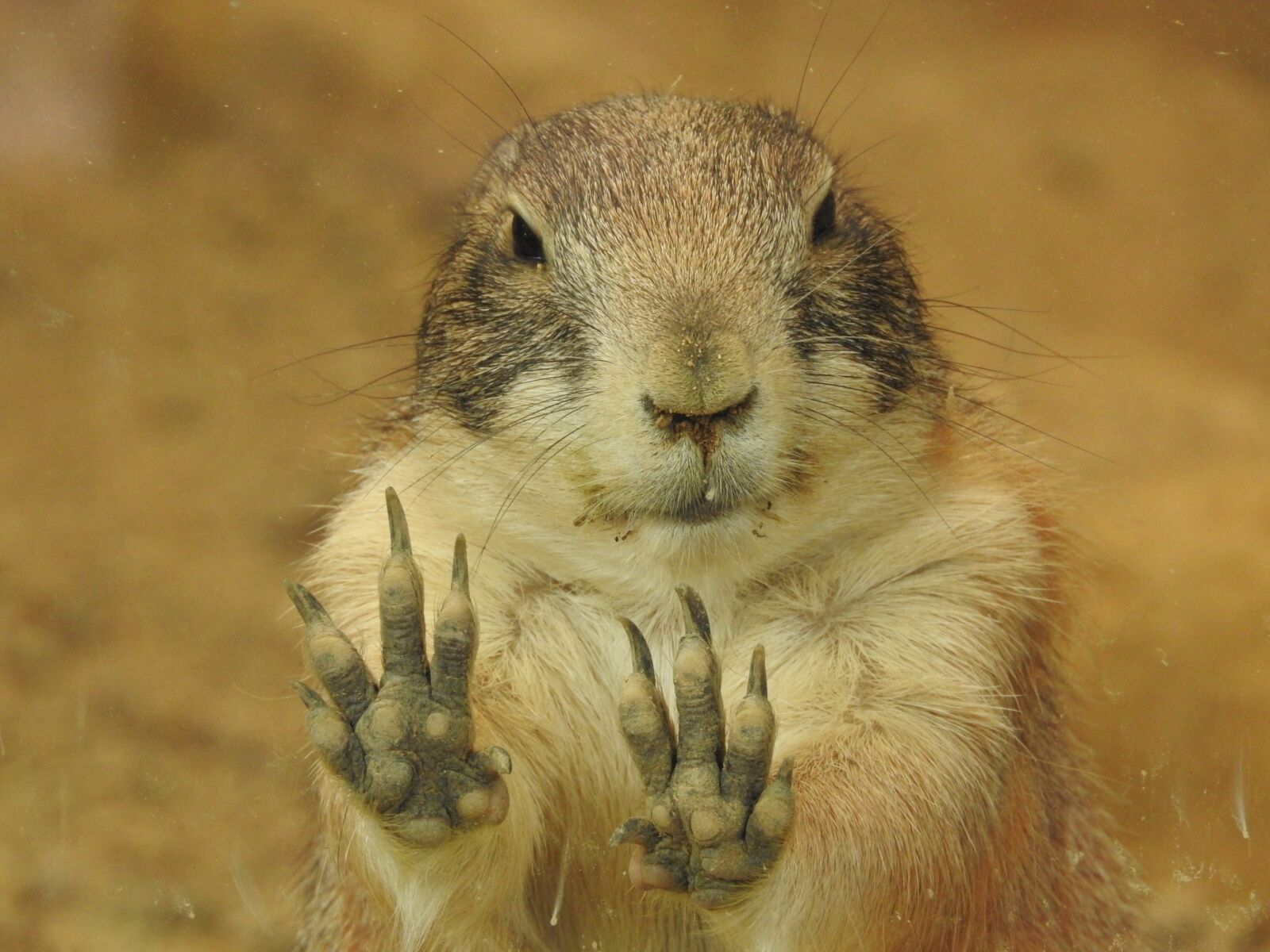 Nikon Coolpix P610 sample photo. Prairie dog, animal, mammals photography