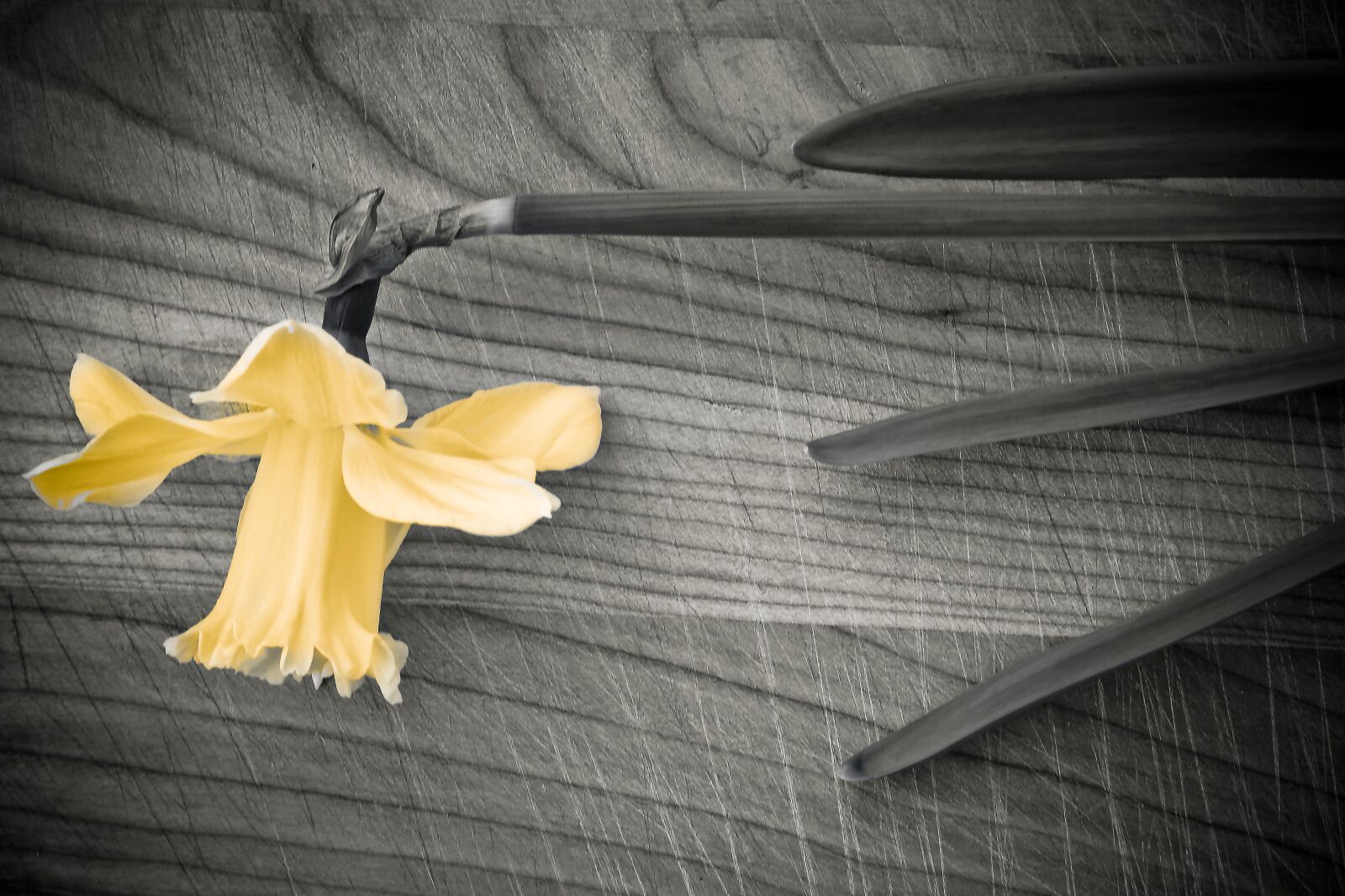 Olympus OM-D E-M10 sample photo. Flower, spring, daffodil photography