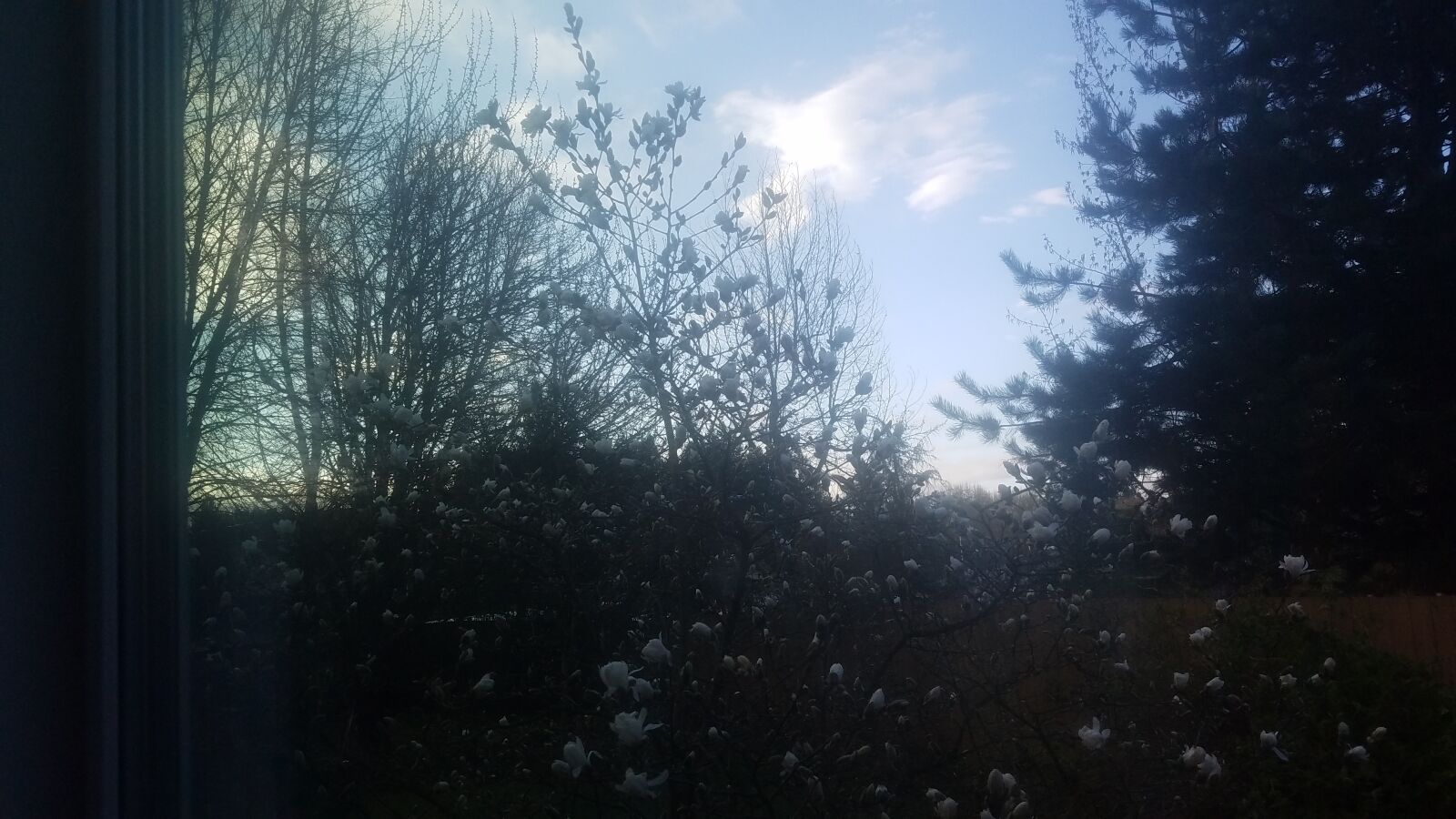 Samsung Galaxy S7 sample photo. Blossoms, blue, trees, window photography