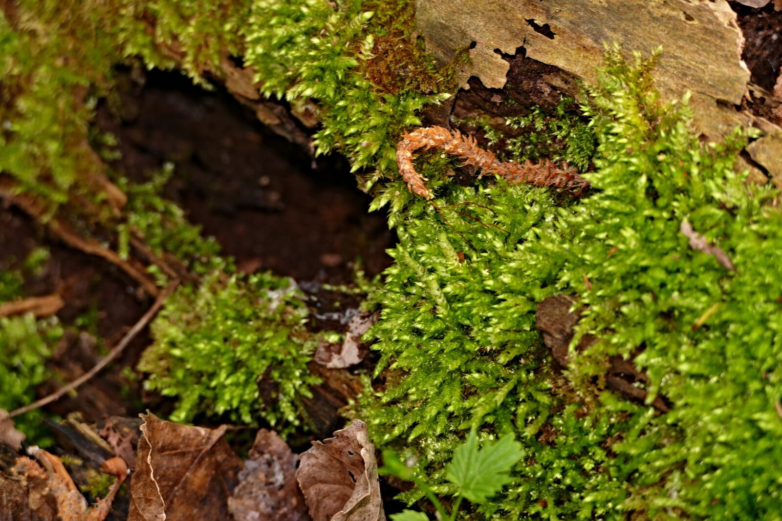 Panasonic Lumix DMC-FZ1000 sample photo. Moss, green, macro photography