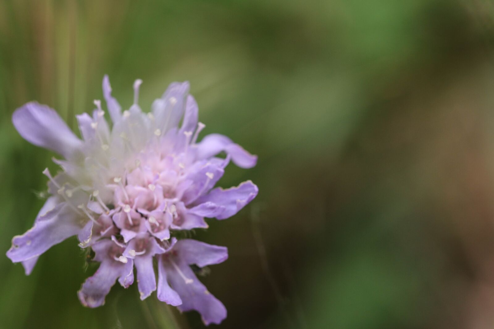 Canon EOS 7D Mark II sample photo. Wildflower, nature, green photography