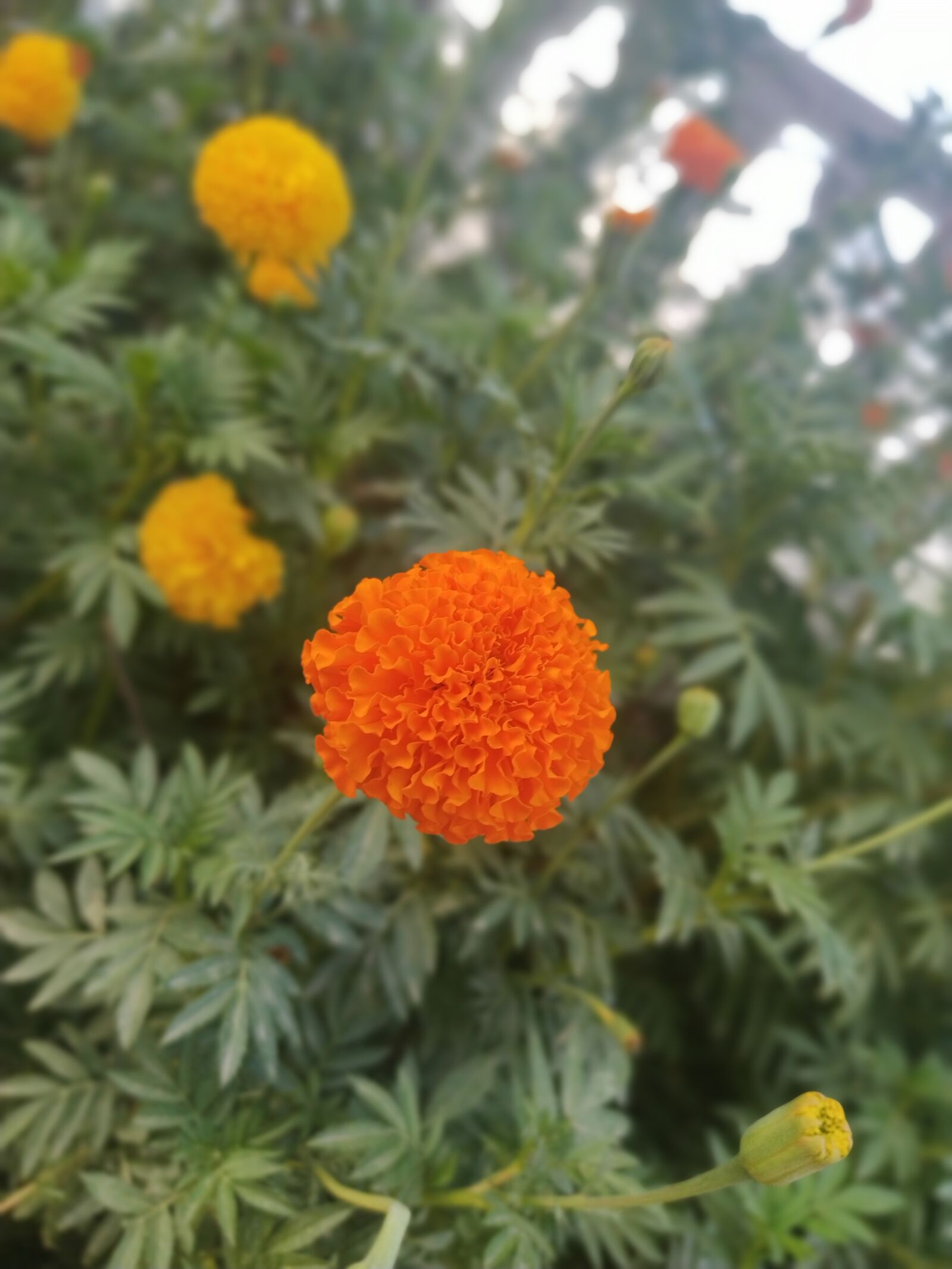 Xiaomi Mi A3 sample photo. Flower, nature, garden photography