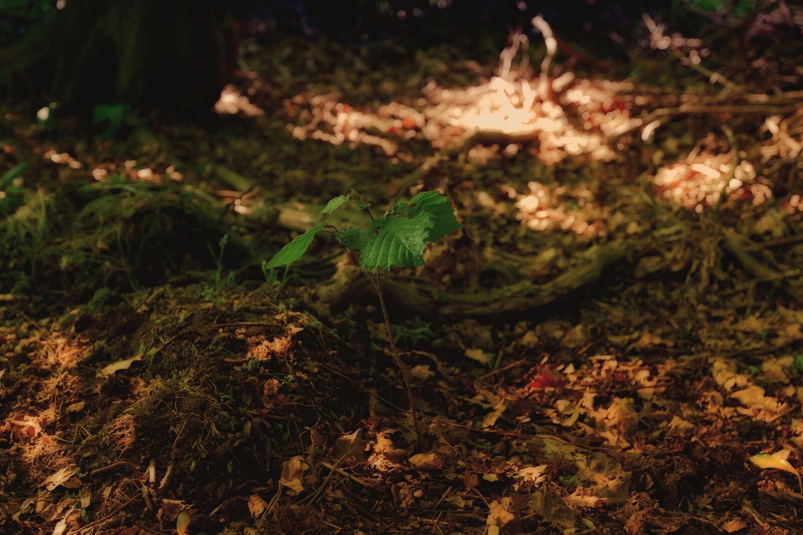 Canon EOS-1D Mark III sample photo. Nature, leaf, autumn photography