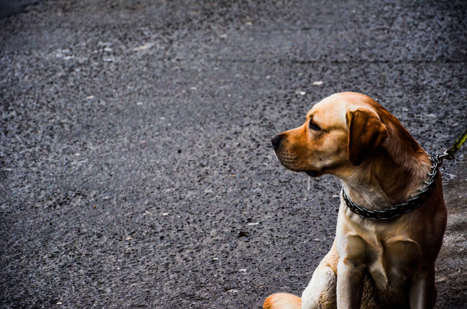 Nikon D5100 sample photo. Adorable, animal, blur, breed photography