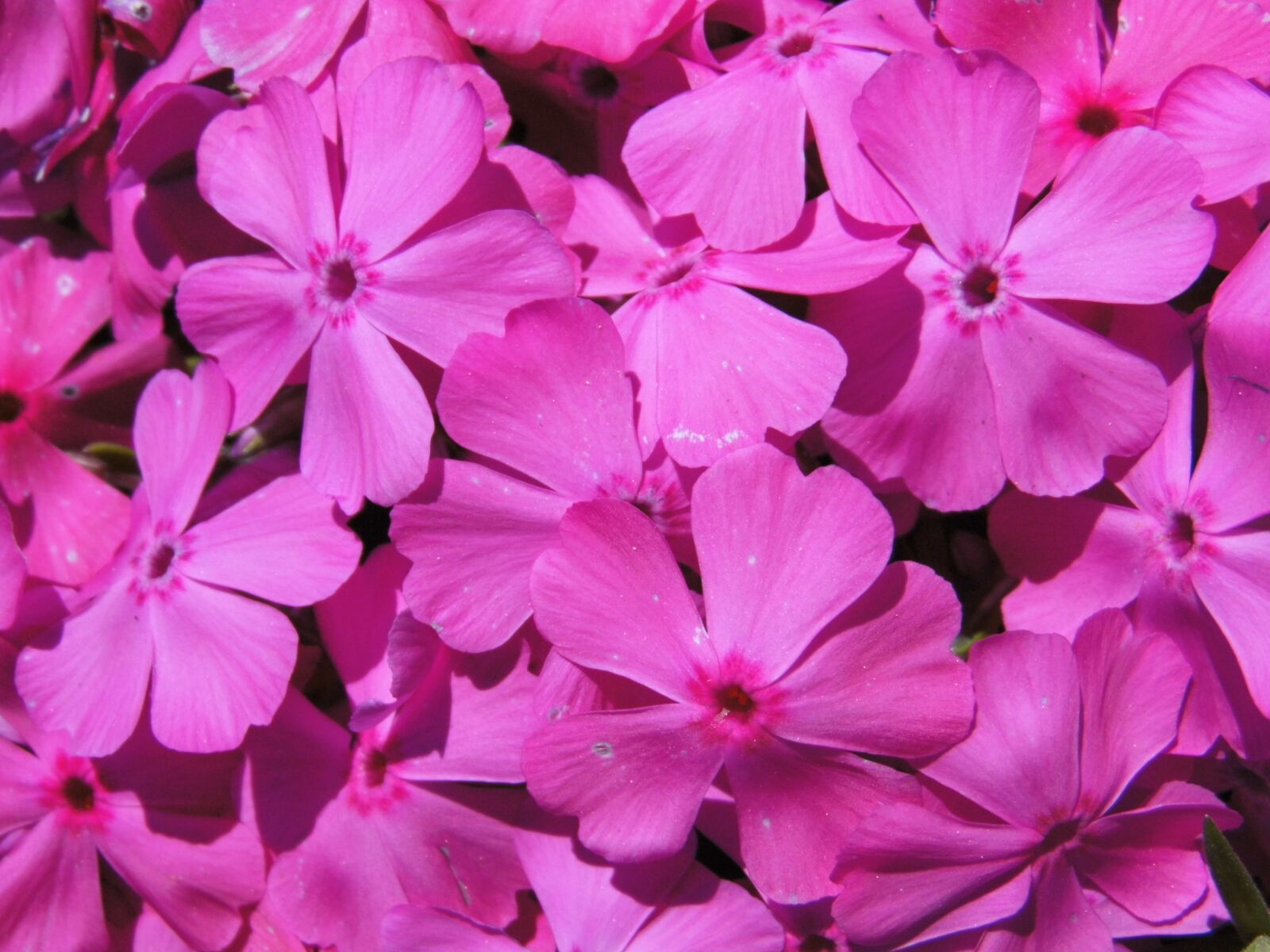 MEDION MD86929 sample photo. Flowers, purple, gentle photography