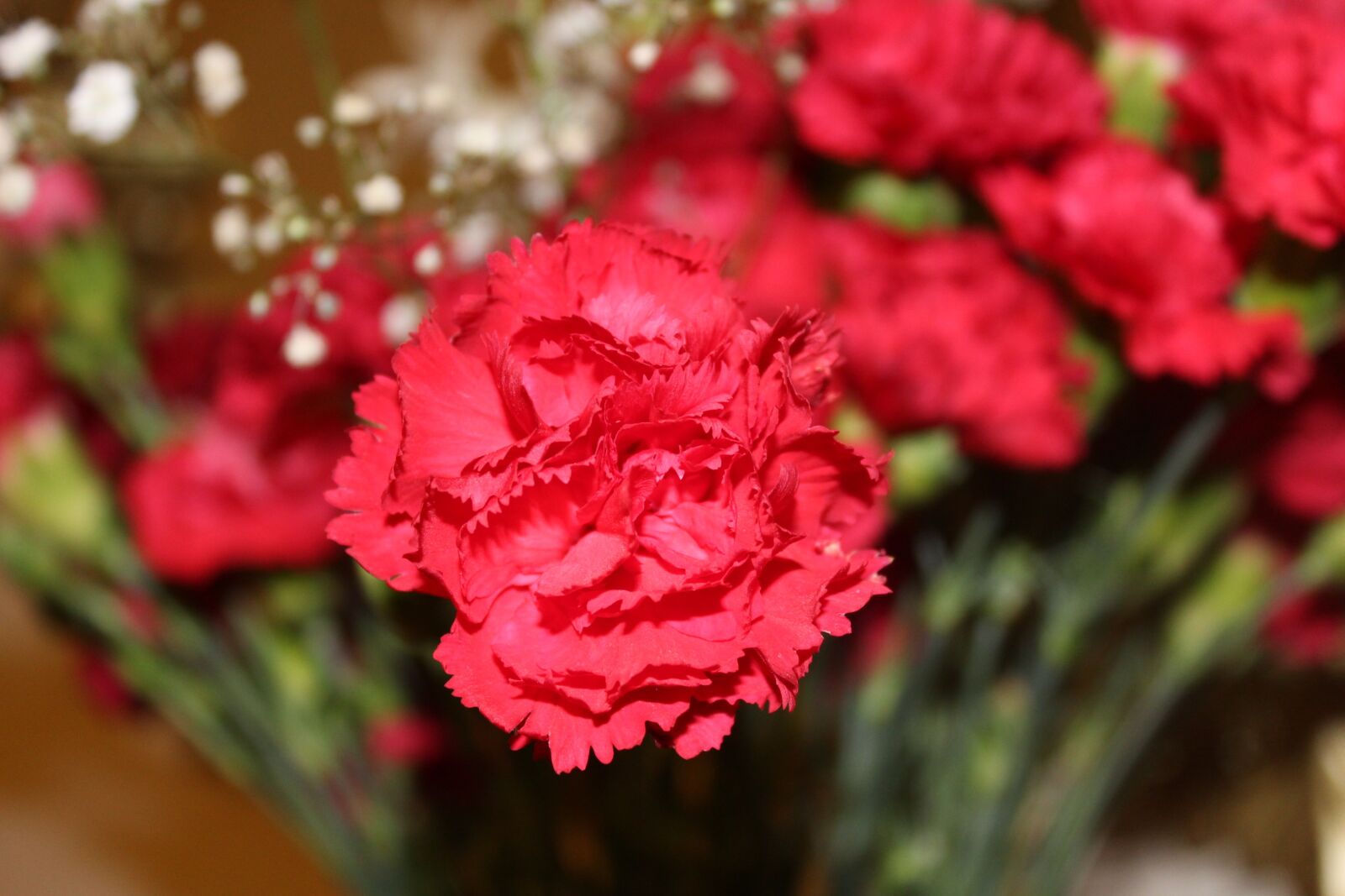 Canon EOS 1200D (EOS Rebel T5 / EOS Kiss X70 / EOS Hi) sample photo. Carnation, flower, carnations photography