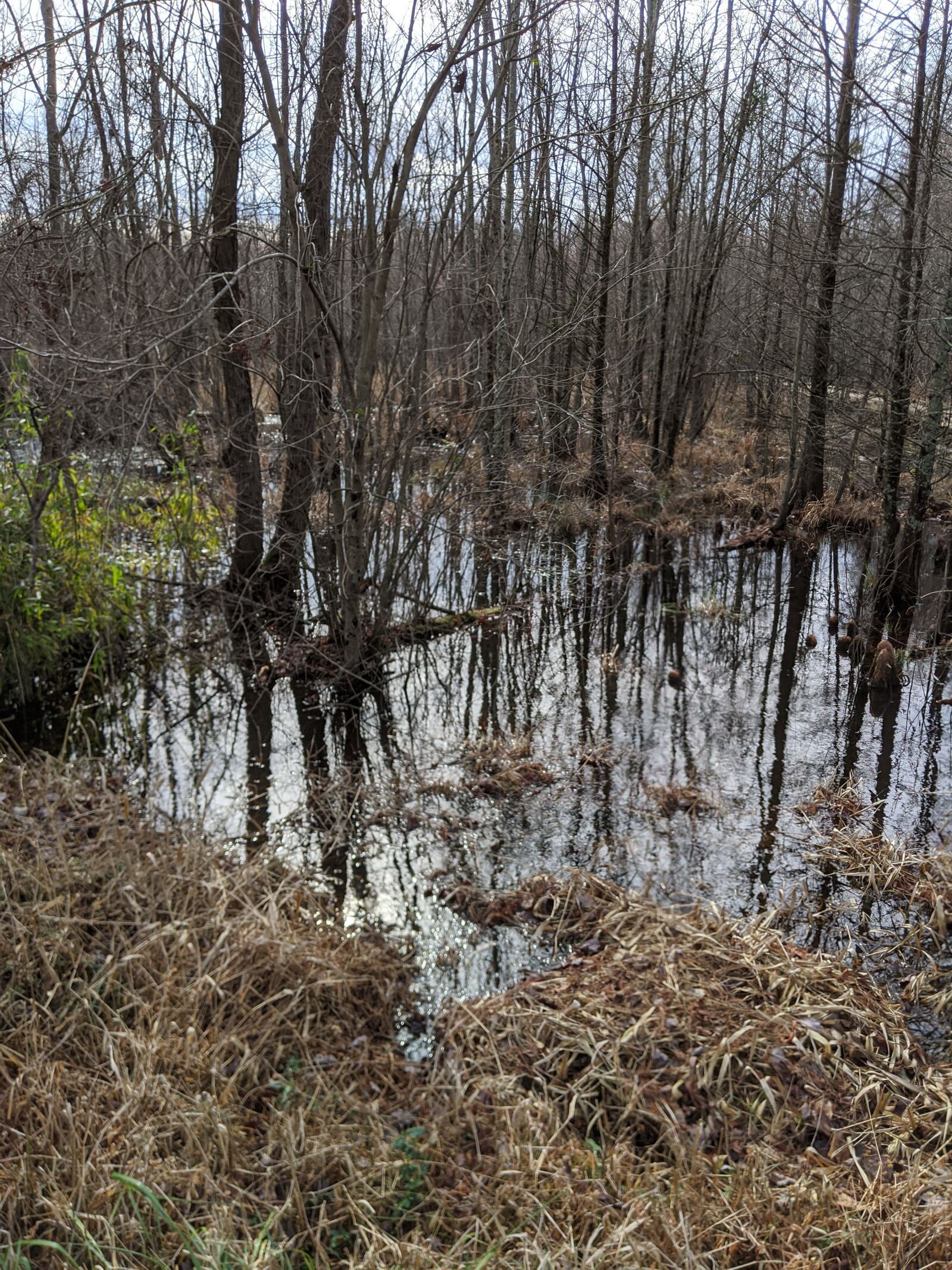 Google Pixel 3 sample photo. Great dismal swamp, winter photography