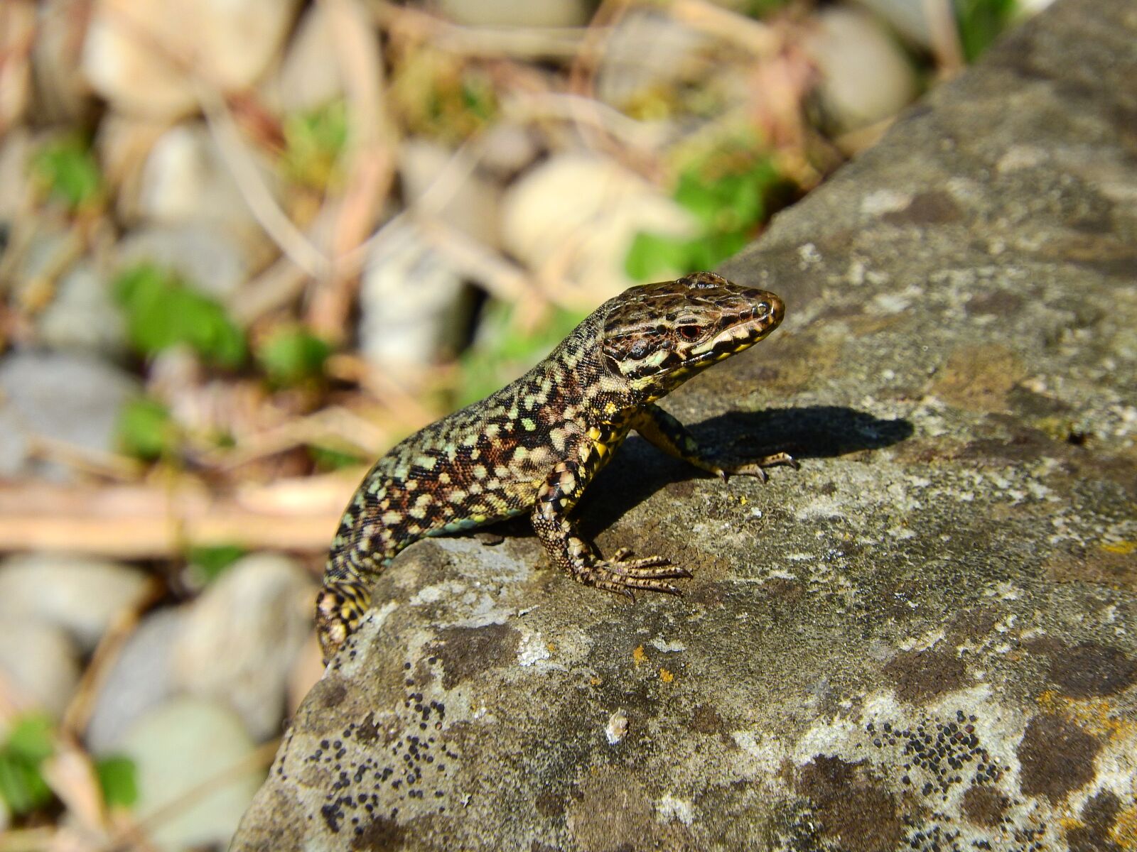 Nikon Coolpix P610 sample photo. Sand lizard, lizard, hir photography