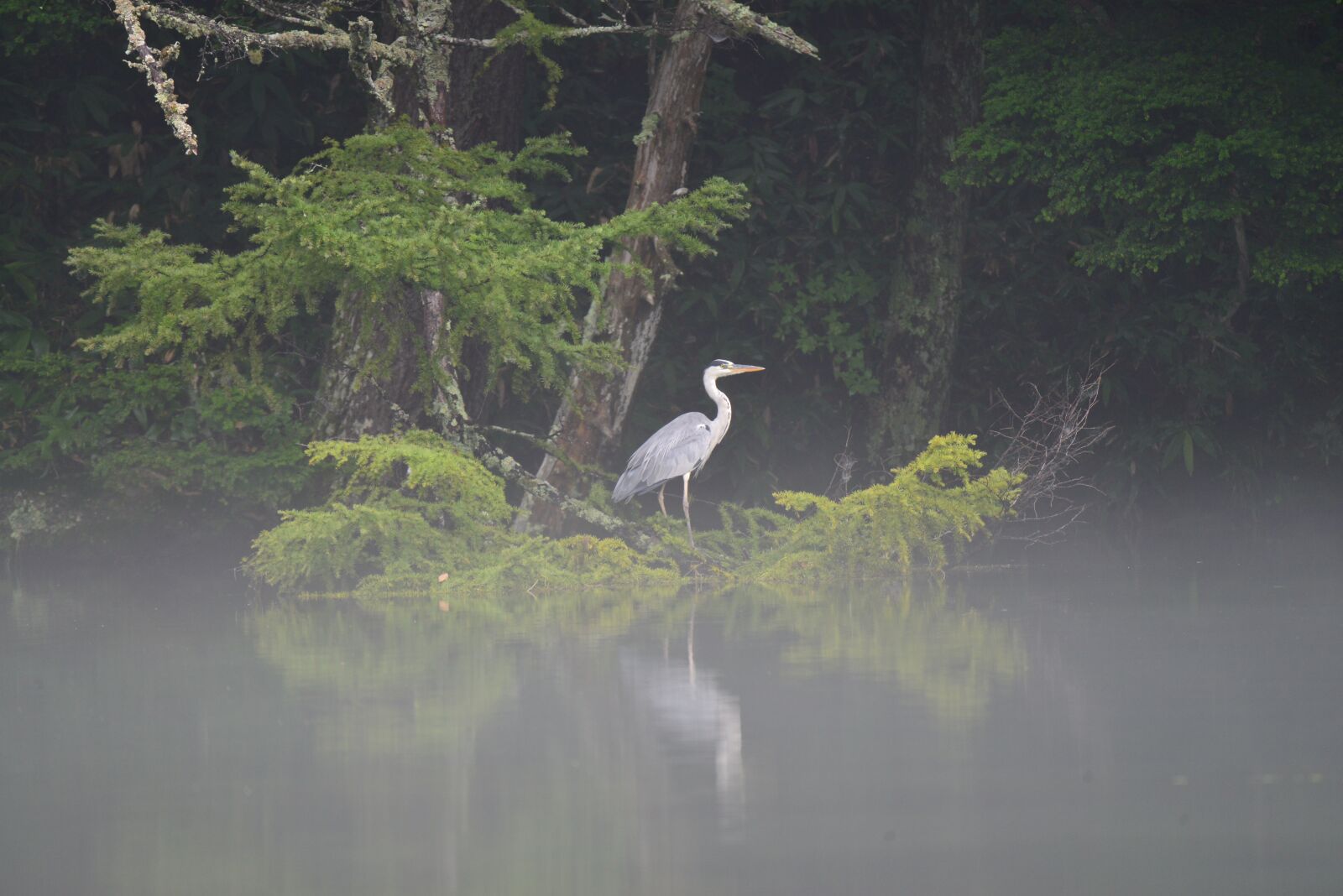 Nikon D800 sample photo. Waters, natural, wood photography