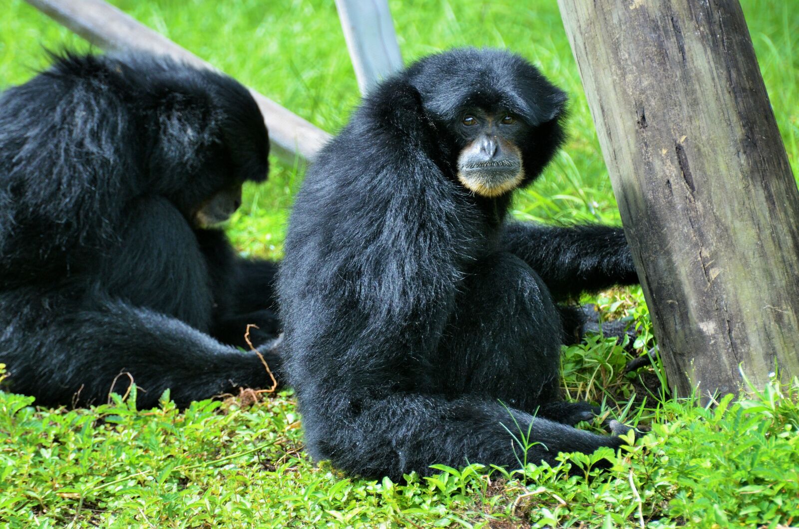 Nikon D5100 sample photo. Black monkey, monkey, primate photography