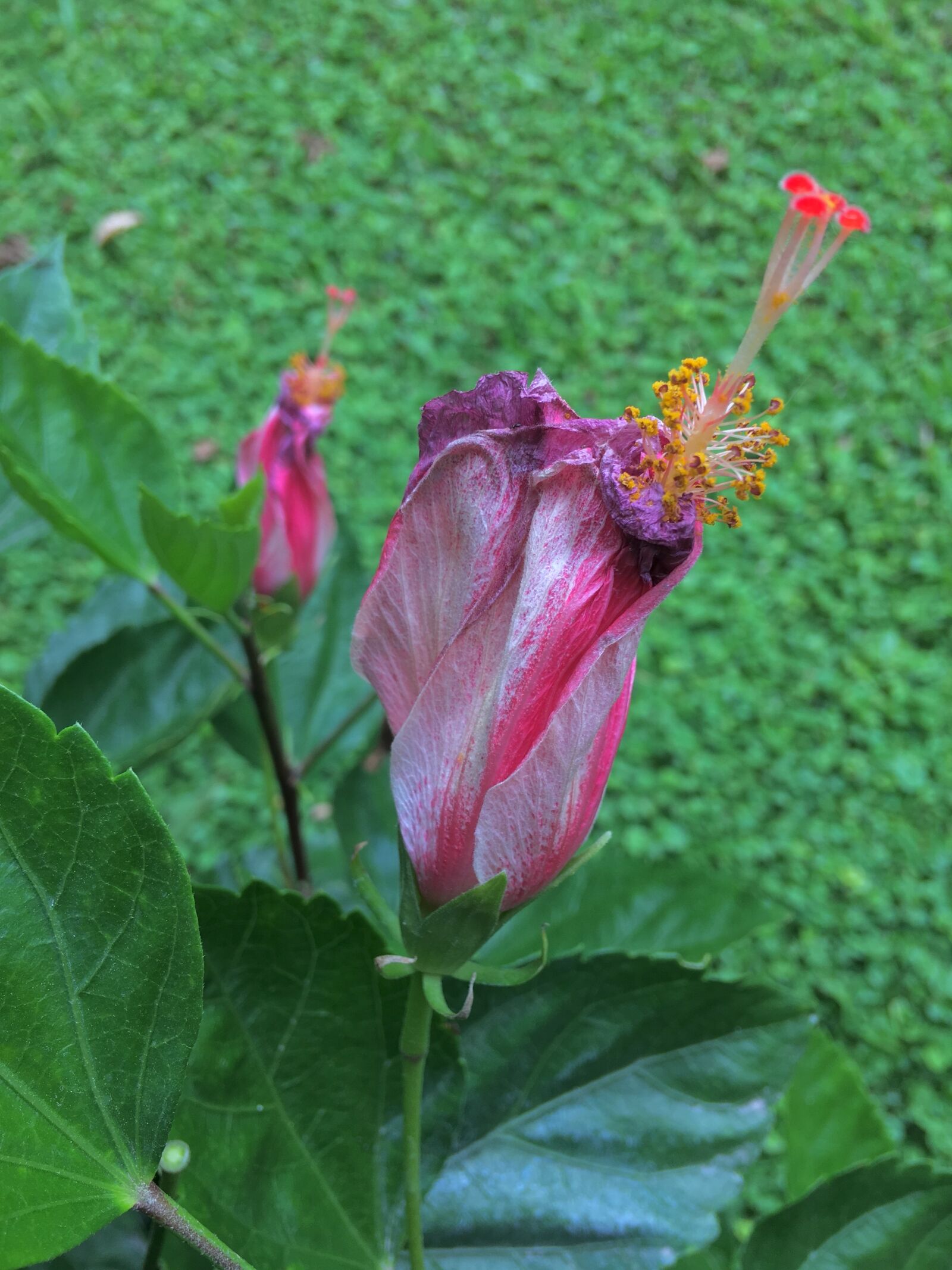 iPhone 6s Plus back camera 4.15mm f/2.2 sample photo. Ibisco, withered, flower photography