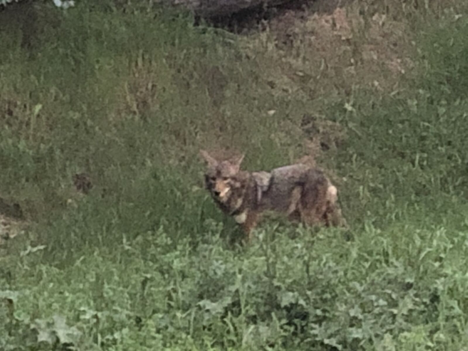 iPhone X back dual camera 4mm f/1.8 sample photo. Coyote, hike, threat photography