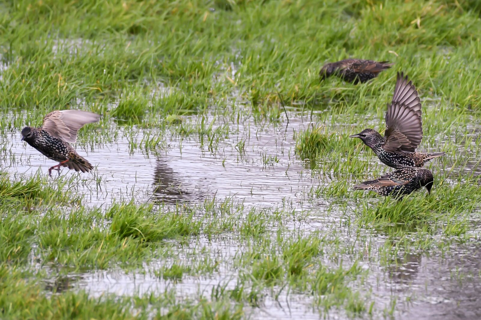 Nikon D500 sample photo. Starlings, birds, starling photography