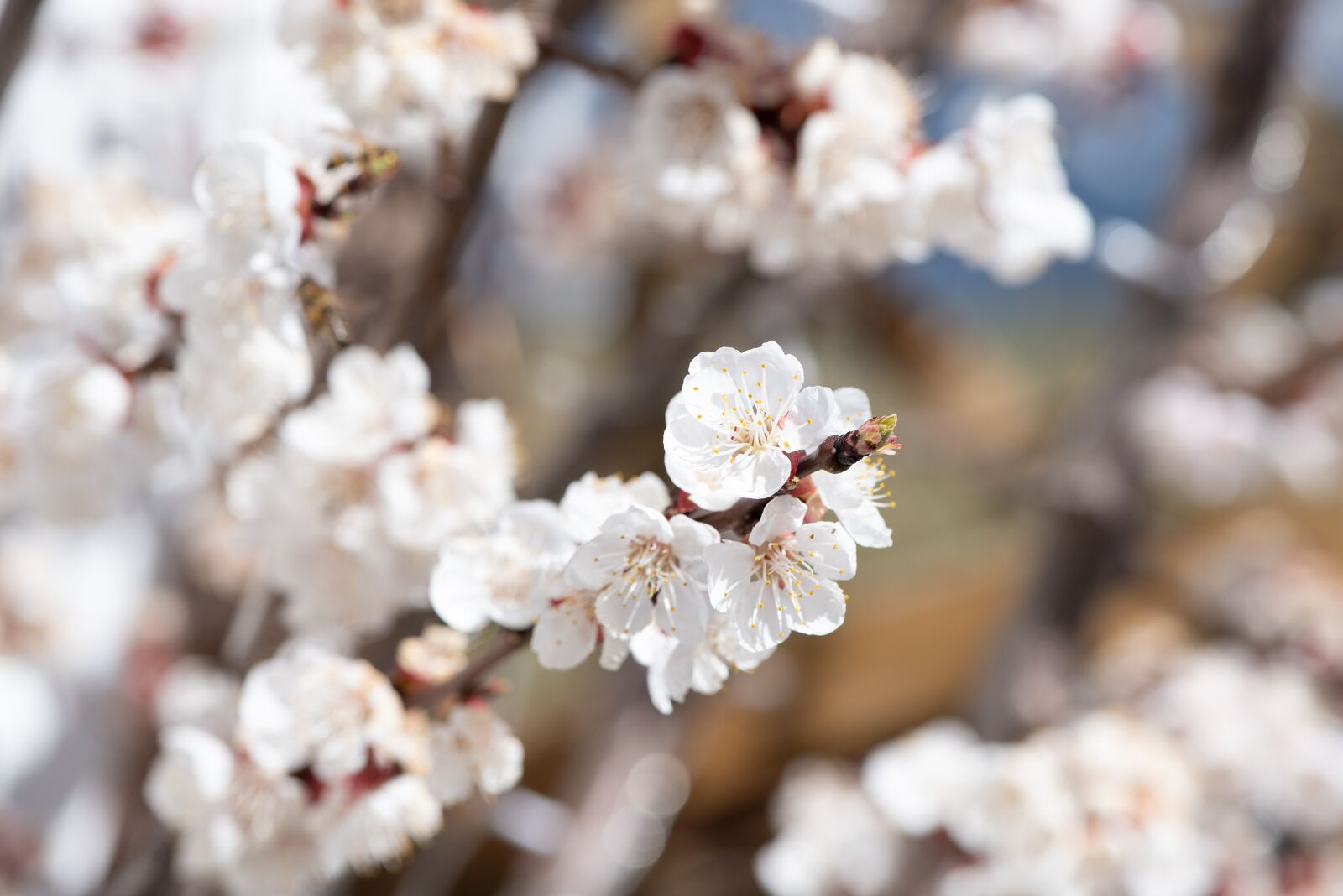 Nikon D750 sample photo. Flowers, tree blossoms, white photography