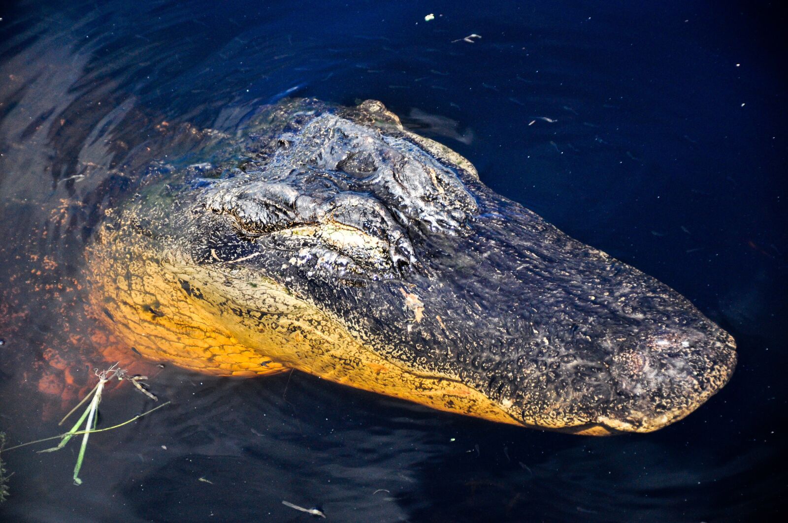 Nikon D5000 sample photo. Alligator, nature, reptile photography