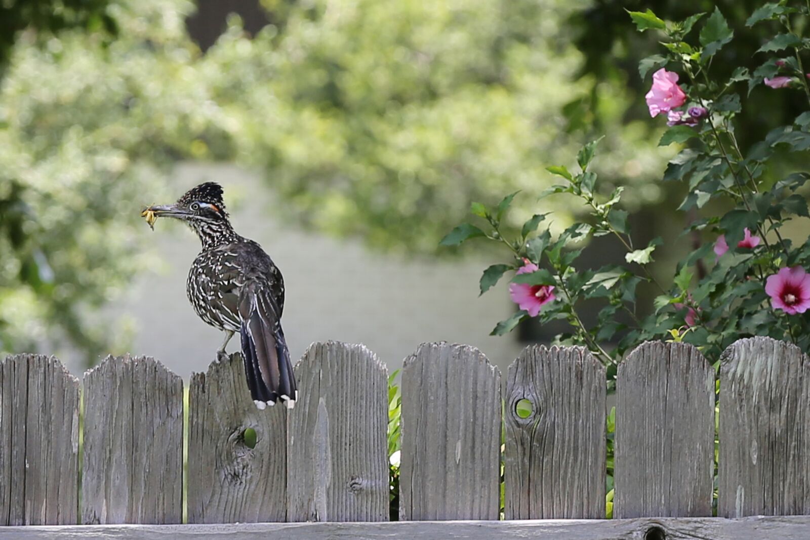 Canon EOS 5D Mark III sample photo. Bird, tree, roadrunner photography