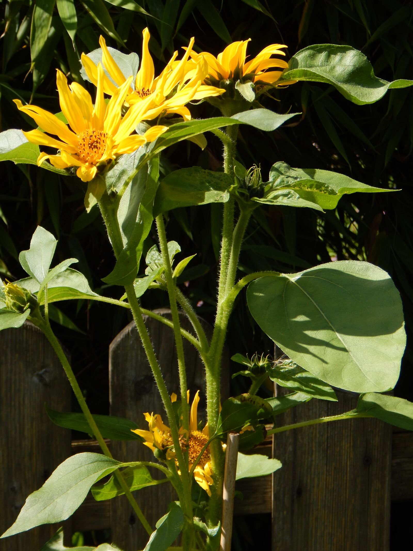 Nikon Coolpix L830 sample photo. Sunflower, yellow, flower photography