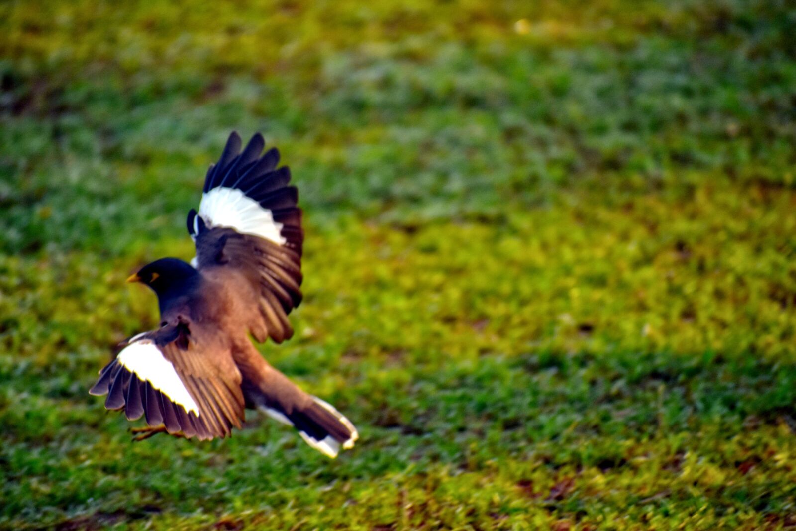 Nikon D5600 sample photo. Mynah, bird, wildlife photography