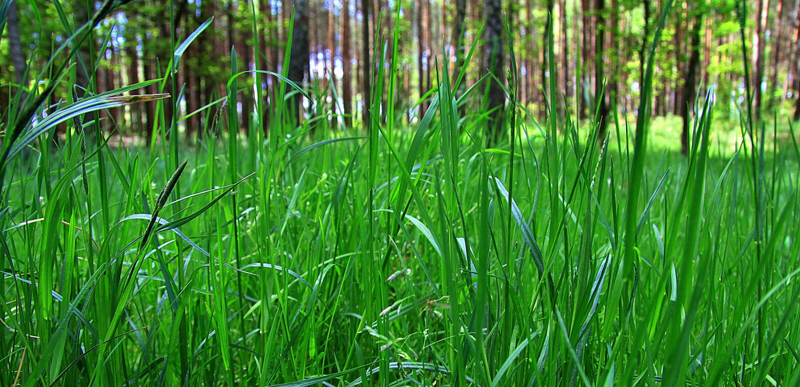 Canon EOS 50D sample photo. Meadow, grass, forest photography