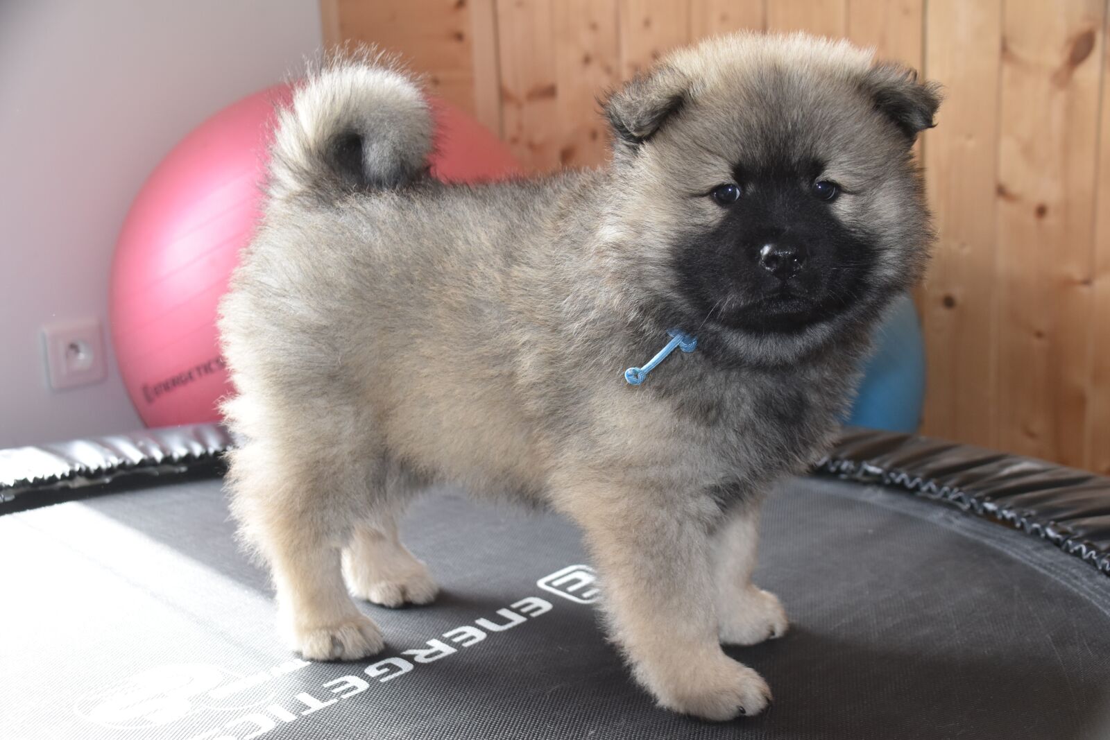 Nikon D5600 sample photo. Dog, puppy, eurasier puppy photography