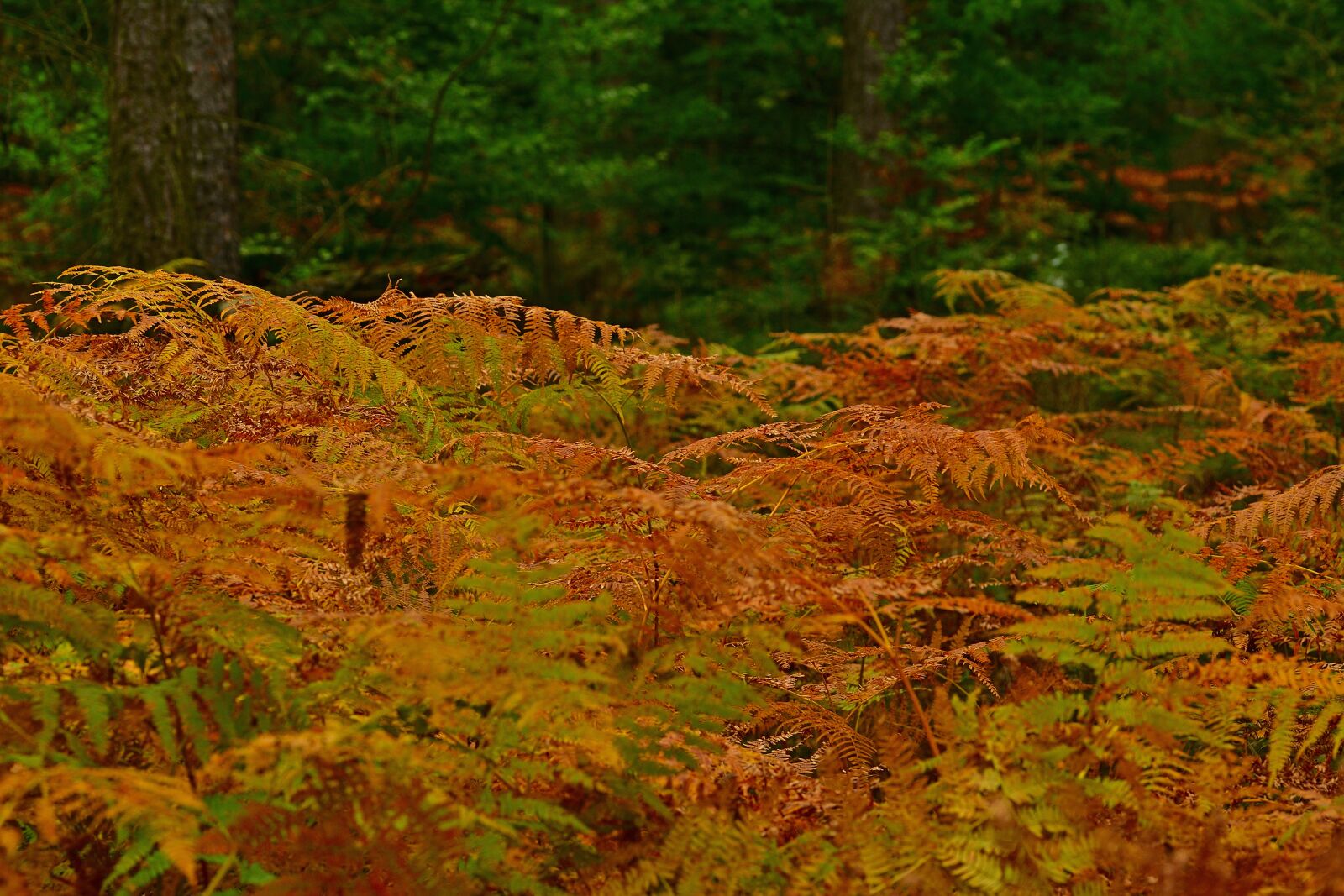 Nikon D5200 sample photo. Forest, fern, fiddlehead photography