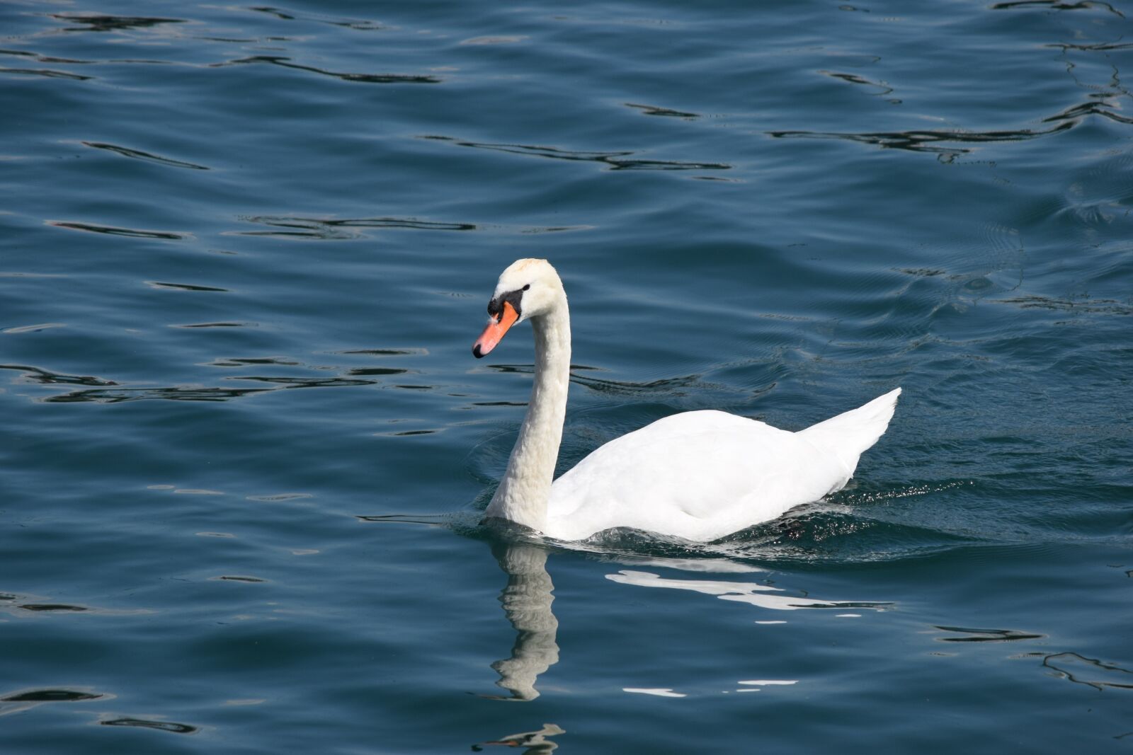 Nikon D3300 sample photo. Swan, lake, como photography