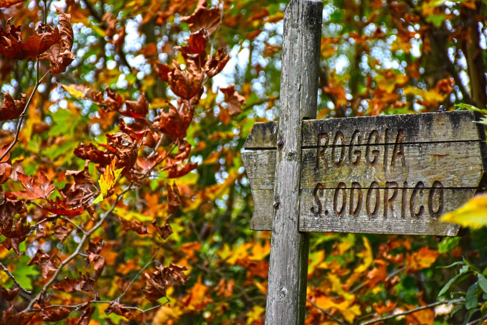 Nikon D7200 sample photo. Forest, autumn, autumn woods photography